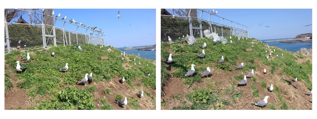 図2-4 アブラナ抜き取りの実施状況